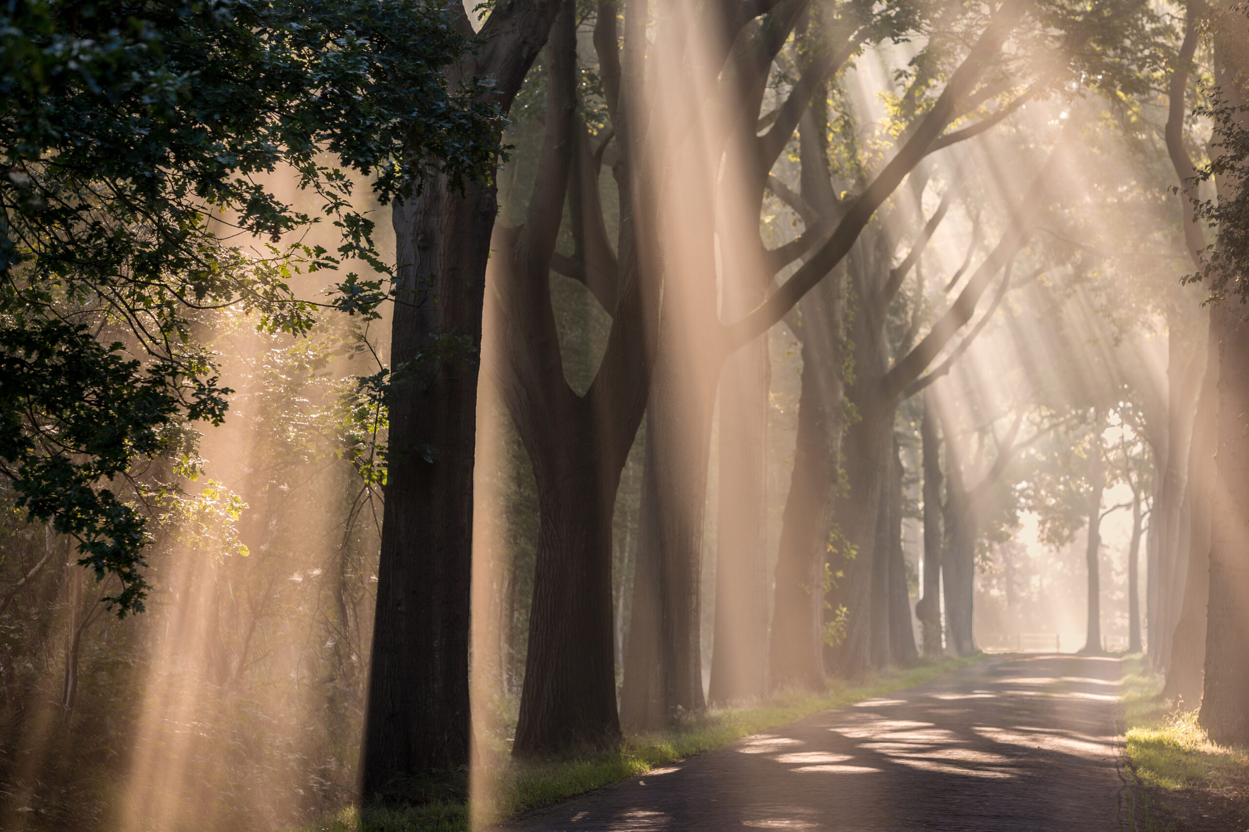 Bomen in mist